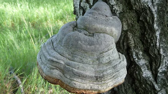 Fomes_fomentarius_2010_G2