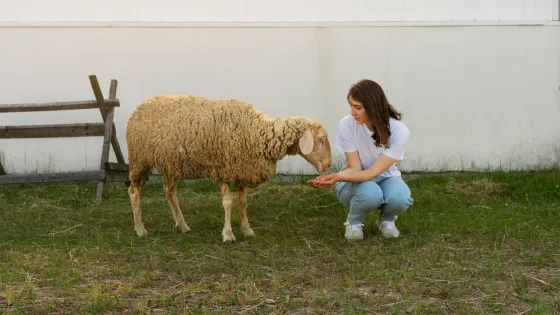 front-view-woman-feeding-sheep