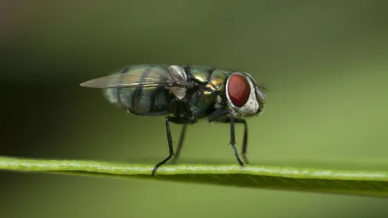 closeup-shot-fly-sitting-leaf-with-green-blurry-background_181624-31832