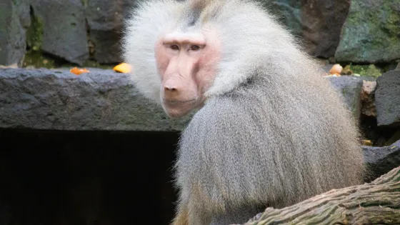 closeup-landscape-shot-gray-baboon-monkey-with-stones-background