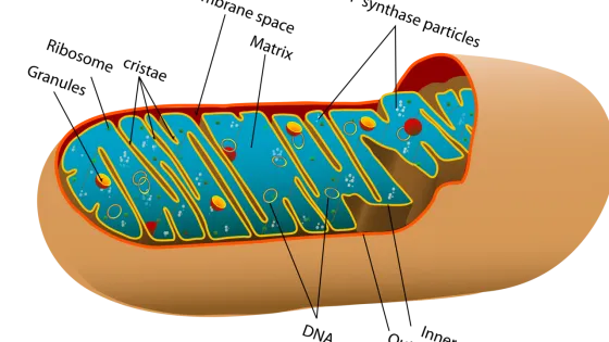 Animal_mitochondrion_diagram_en.svg-v1