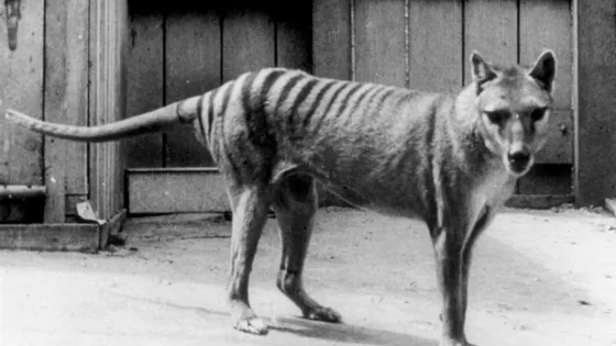 Thylacine_in_Hobart_Zoo_Australia.webp-v1