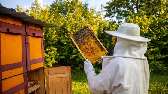 view-beekeeper-collecting-honey-beeswax_181624-40252