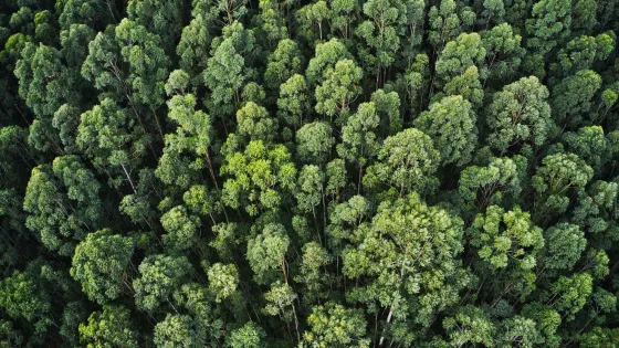 overhead-aerial-shot-thick-forest-with-beautiful-trees-greenery