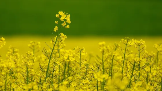 wide-angle-shot-variety-yellow-flowers-field_181624-14377-v1