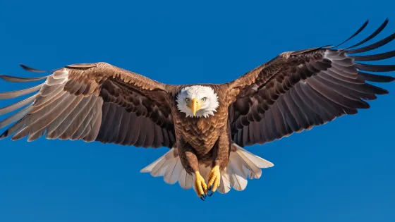 eagle-flying-sky