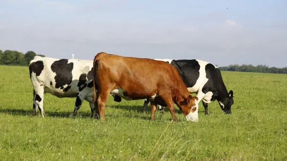 closeup-shot-cows-grazing-field-sunny-afternoon_181624-40286