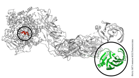 Rotavirus-1400х900