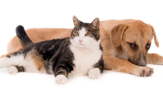 chubby-domestic-cat-leaning-brown-puppy-lying-white-surface