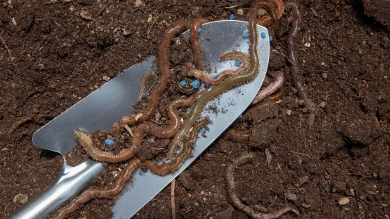 compost-still-life-concept-with-earthworms