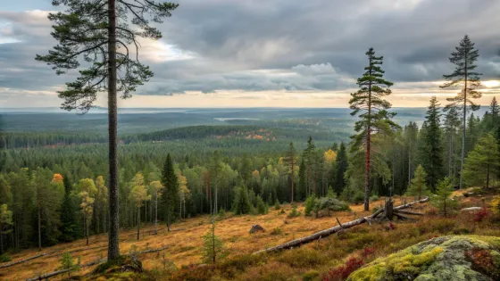 forest-and-endless-taiga