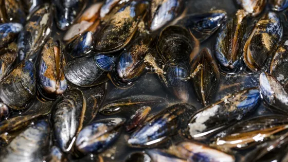 close-up-fresh-black-clams_23-2148263872