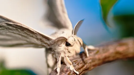 closeup-shot-white-silkworm-with-blurred-background_181624-19411-v1