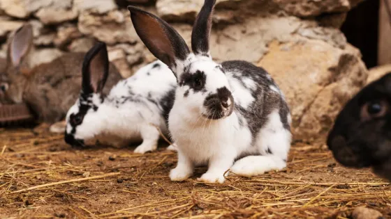 rural-life-lifestyle-growing-rabbits_23-2149232293