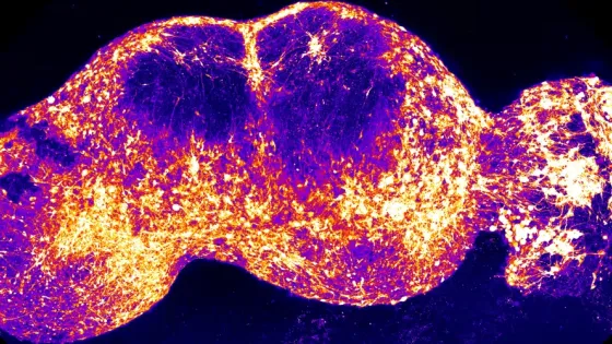 79e9d530-b386-45e2-8a91-74d6f29f89a8