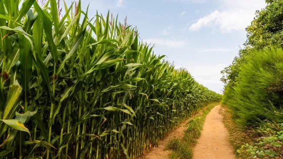 path-cornfield-countryside_181624-47949