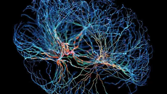 Neurons