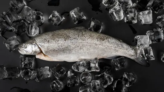 ploskaa-kladka-ryby-s-kubikami-l-da 1