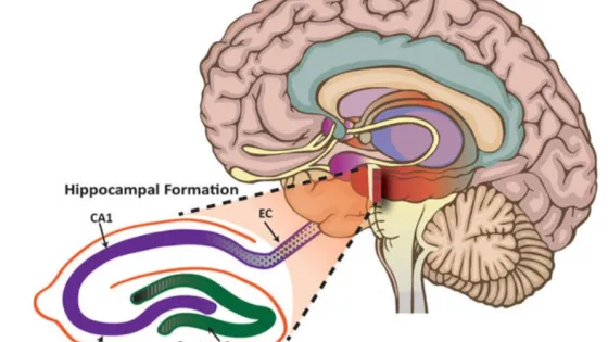 The-structure-of-hppocampus