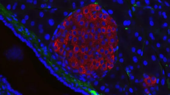 685c8205774b3_img_tablet