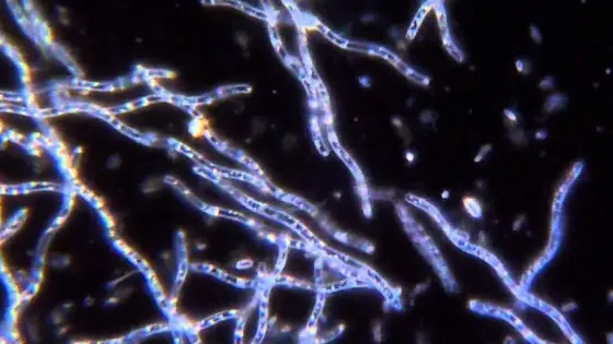 b17146c5-02a6-4a1c-839b-c0b43770996d