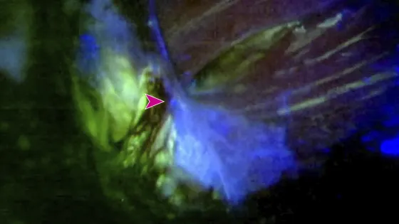 6865bc83a2af3_img_desktop