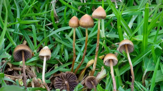 1200px-Psilocybe_mexicana_Veracr
