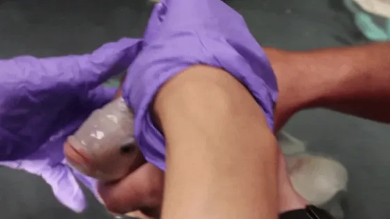 Снимок экрана 2025-07-30 в 00.26.11