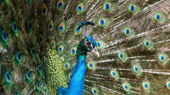 beautiful-male-peafowl-with-opened-feathers_181624-45271-v1