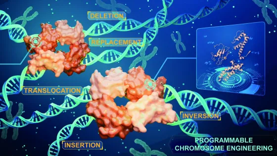 iterative-recombinase-technologies-mediated-precision-chromosome-engineering