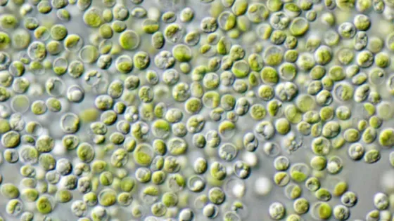 Chlorella_vulgaris_NIES2170-1-1