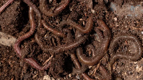 compost-still-life-concept-with-earthworms