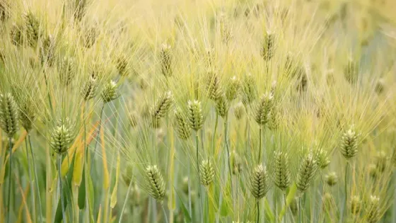 hordeum