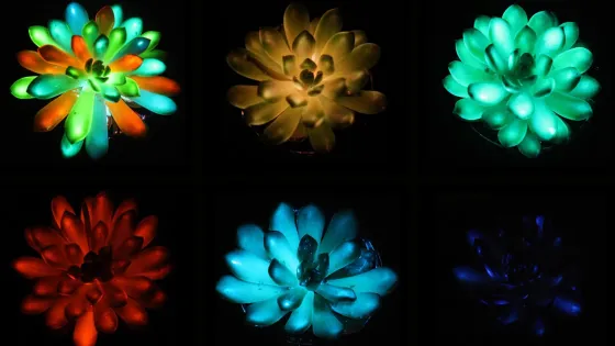 d41586-025-02740-2_51388176-1