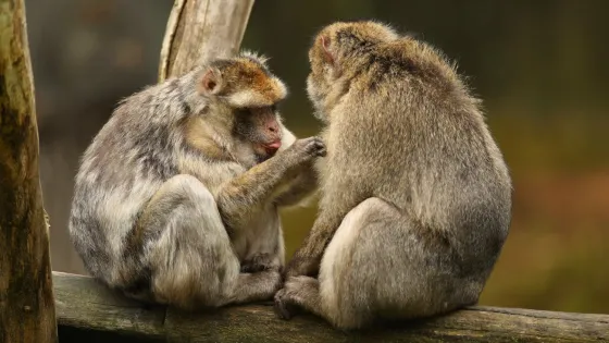 01K4X5C8QBF23ZTVWB4PN2YA7H-v1