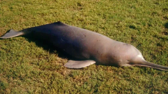 indus-river-dolphin-gill-braulik-1