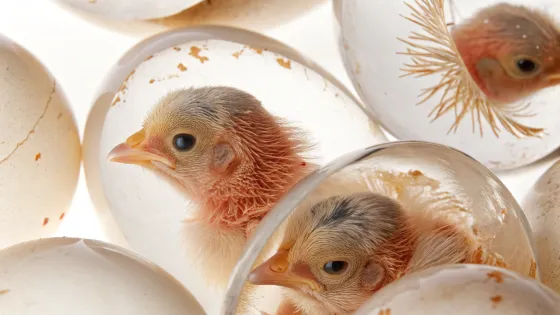 chicken-embryos-in-an-egg