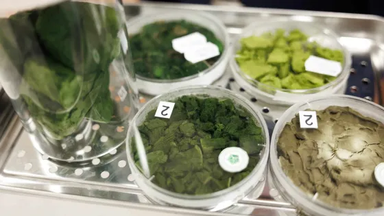 Risunok-1.-Liofilizirovannaya-suhaya-biomassa-vysokoproduktivnyh-shtammov-mikrovodoroslej-i-tsianobakterij-scaled