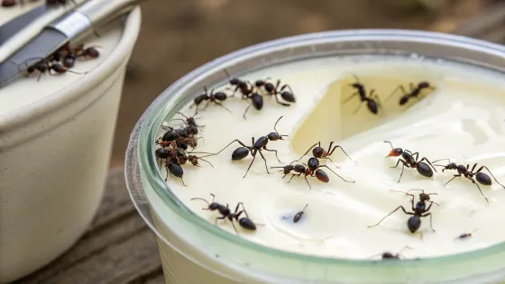 ants-swimming-in-yogurt