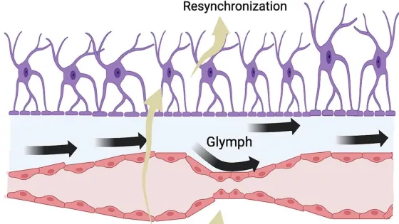 1-s2.0-S0306987725002026-gr1_lrg