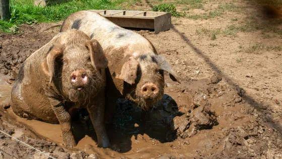 crispin-jones-VKpuoP50zrU-unsplash