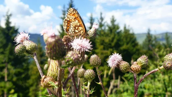 dani-ela-gvl08fVxPOk-unsplash-v1