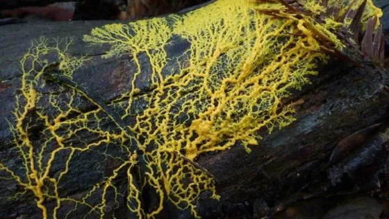 2c9801b3ce0752d755ae717d75f27681-v1