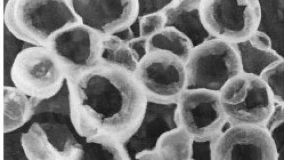 01K8XMK2QWKMKF6V82D3AV6P6D-v1