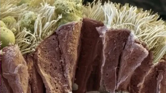 01KAC4GQM7WED2B8P1BQMTRKKW-v1