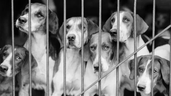 ЦРУ превратило 6 собак в дистанционно управляемых убийц