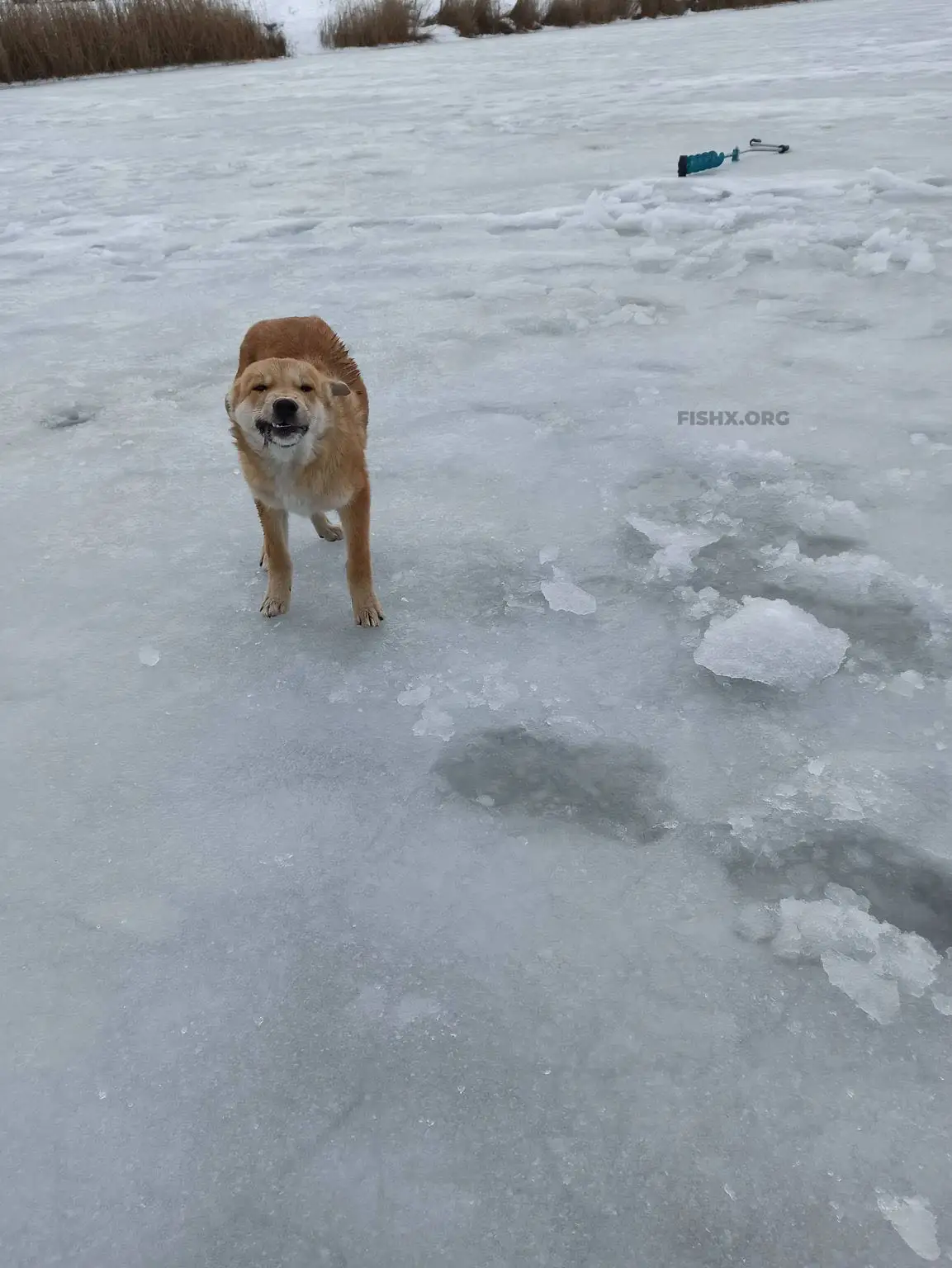 Местный пёс