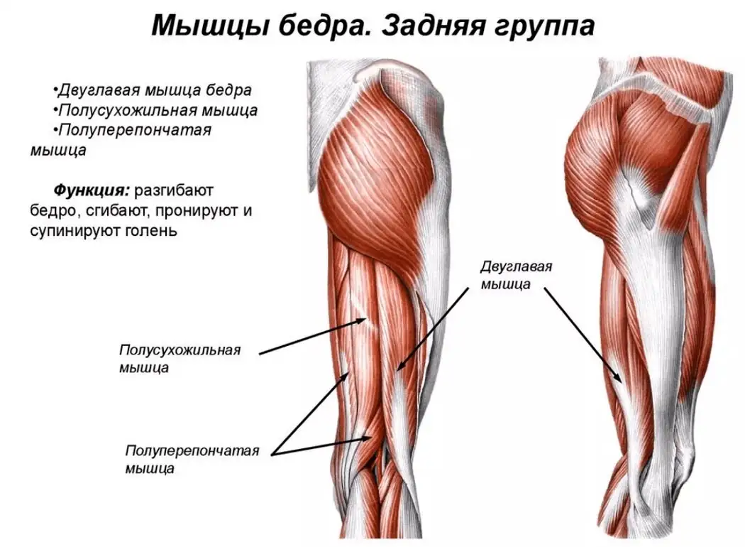 Задняя группа мышц бедра