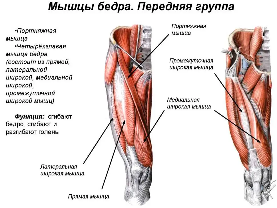 Передняя группа мышц бедра