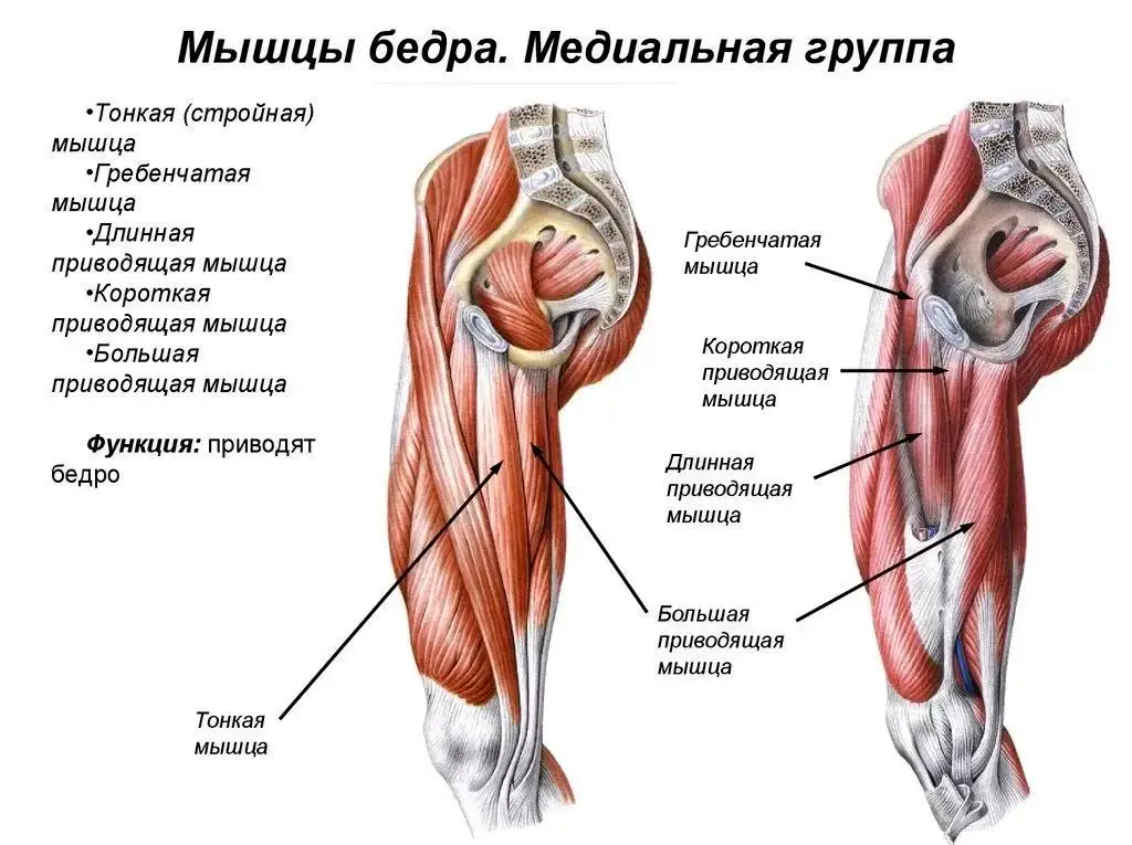 Медиальная группа мышц бедра